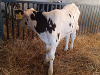 Bulle, Russian Black pied cattle — Foto 1
