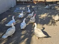 Domestic Muscovy — sawirka 1
