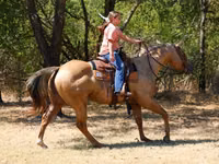 Faras, Quarter Horse — sawirka 6