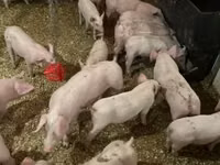 Pigs (batch, sex not specified) — photo 4