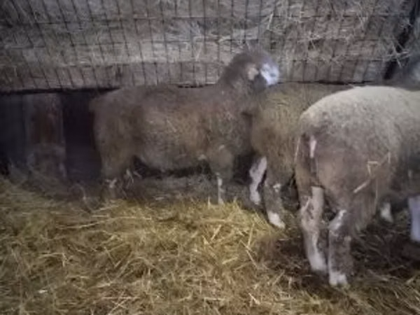 كبش, Ile-de-France sheep