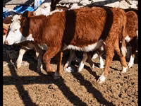 Lo’ (xirmo, jins lama sheegin), Kazakh White-headed cow — sawirka 4