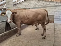 Cow, Swiss cattle — photo 4