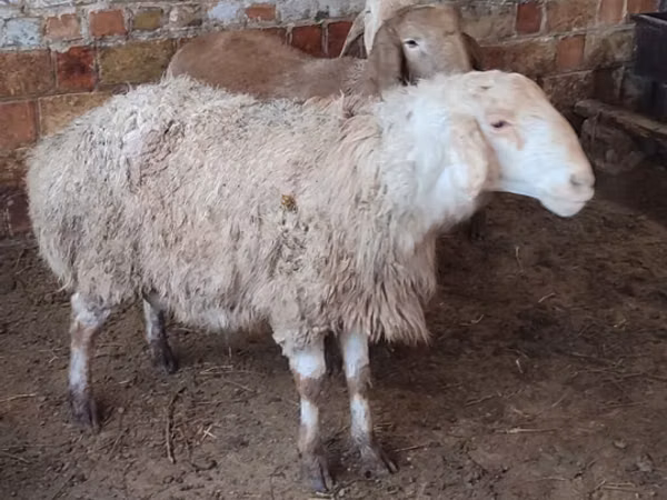 母羊, West-Siberian mutton sheep