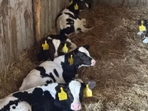 Bull, Russian Black pied cattle