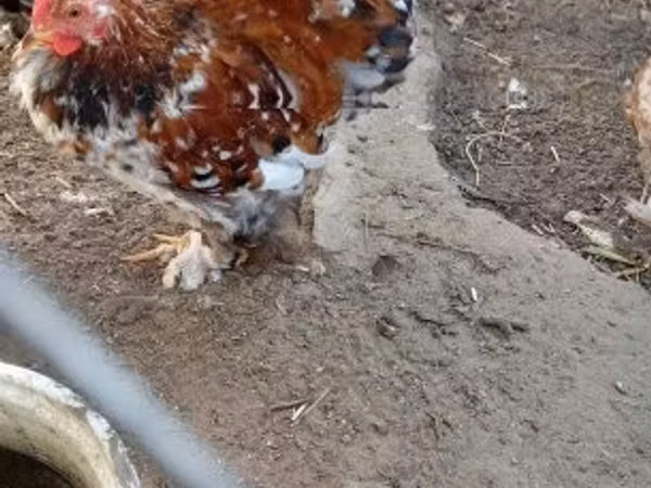 北京矮脚鸡