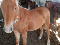 Horse (M), Kazakh horse — photo 2