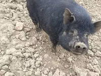 Boar — photo 4