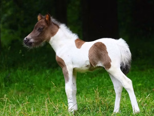 Pferde (Partie, Geschlecht nicht angegeben), Shetland Pony