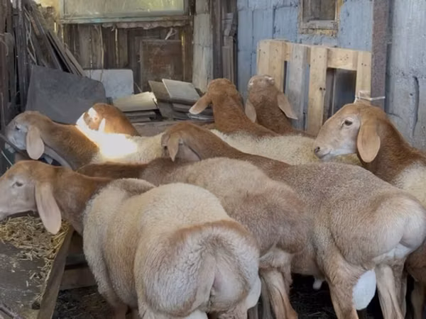 كبش, Arashan sheep