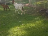 Goats (batch, sex not specified), Goats — photo 7
