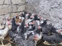 Chickens — 照片 4