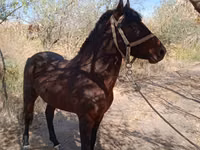 Caballo, Karabair horse — foto 3