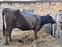 بقرة, Swiss cattle — الصورة 5
