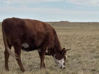 Lo’, Kazakh White-headed cow — sawirka 2