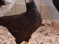 Chickens — फ़ोटो 8