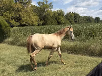 घोड़ा, Kentucky mountain daddle horse — फ़ोटो 3
