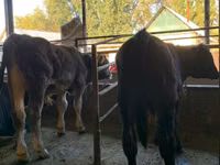Bull, Alatau breed — photo 1