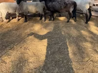 मेढ़ा, White Suffolk sheep — फ़ोटो 5