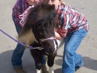 Faras dhaddig, Miniature horse — sawirka 6