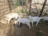 Goats (batch, sex not specified), Saanen goat — photo 2