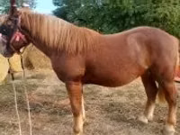 Caballo, Caballos — foto 2