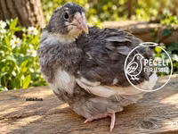 Quails — 照片 7