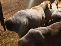 मेढ़ा, Rhon sheep — फ़ोटो 4