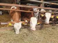 Ng'ombe (kikundi, jinsia haijatajwa), Simmental cattle — picha 5
