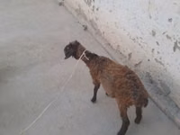 बकरियाँ (लॉट, लिंग निर्दिष्ट नहीं), बकरियाँ — फ़ोटो 2