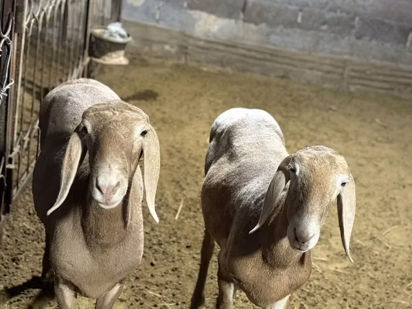 نعجة, Arashan sheep