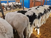 Ng'ombe (kikundi, jinsia haijatajwa), Russian Black pied cattle — picha 7