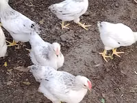 सेब्राइट — फ़ोटो 3