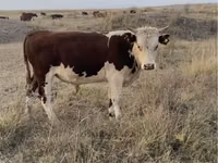 公牛, Kazakh White-headed cow — 照片 1
