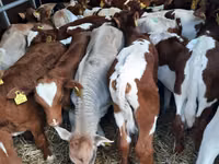 Bulle, Simmental cattle — Foto 2