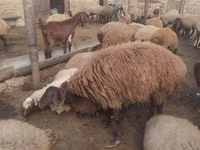 公羊, Sheep — 照片 6