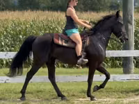 母马, Przewalski's horse — 照片 7