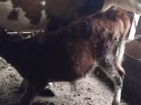 Ng'ombe jike, Simmental cattle — picha 3