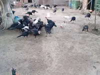 अमेरिकन बफ — फ़ोटो 3