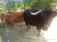 Bull, Highland — photo 7