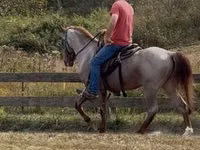 公马, Rocky Mountain Horse — 照片 6