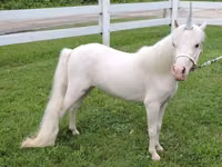 Mare, Miniature horse — photo 2