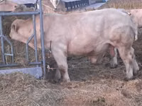 Toro, Charolais cattle — foto 7