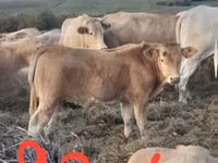 Bovinos (lote, sexo no especificado), Blonde d’Aquitane cattle — foto 1