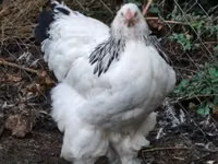 Brahma — photo 2