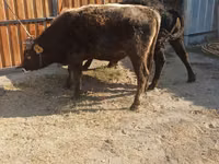 Bull, Alatau breed — photo 4