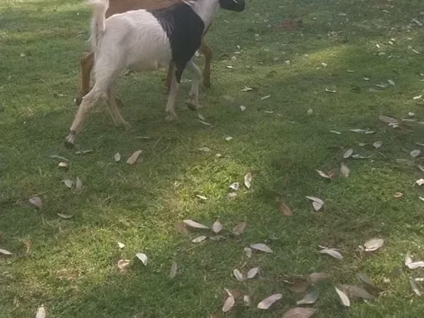 Goats (batch, sex not specified), Goats