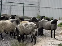 Ido, Romanov sheep — sawirka 3