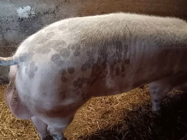 Boar, Pigs