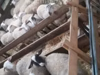 Sheep, Sheep — photo 2